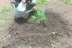 tree-planting